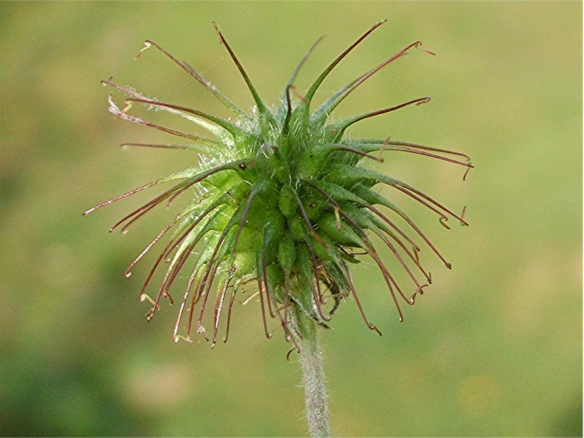 herb Bennet, colewort , St. Benedict's herb